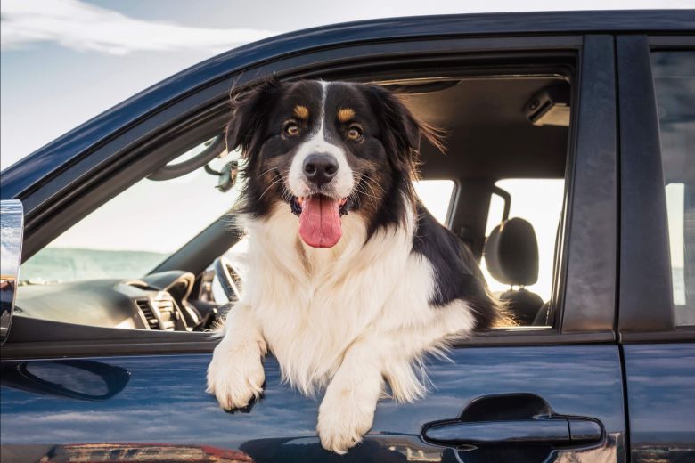 How to Handle a Breakdown Safely When Travelling with Pets